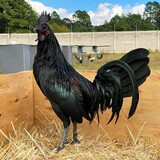 L.A Gamefarm