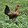 ANg Gamefowls