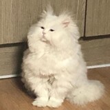 hengbinliulang___