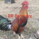 Ronel Rodriguez_9359