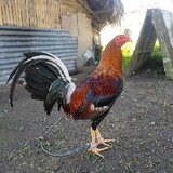 riversidegameyard