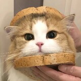 miaoboriji