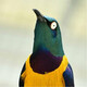 creator avatar