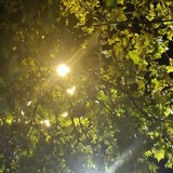 qingtian____iqing