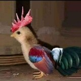 sabungero