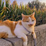 niuniuaishengqi