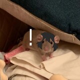 liumimimimi