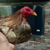 3RCBLUES