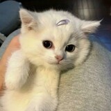 rhjo_y