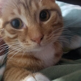 Yibaisishijintadezhu