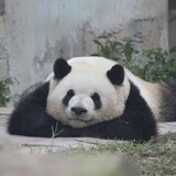 xiariyinghuochonger