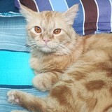 CAT'S-LOVER