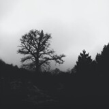 wodezhediepingne