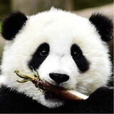 pandapandajiang