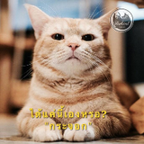 ได้แค่นี้เองหรอ กระจอก