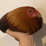 caicaibicaicaib