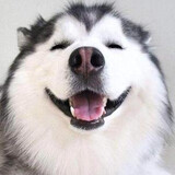 qiqidedongm___ieshuo