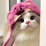 chunjingxixii