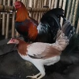 OakOak_GameFowl
