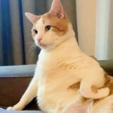 memexiaodu___u
