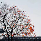 sijichunnaiqing____o