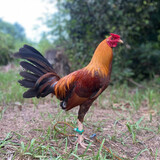 GUNDAY-INARARAN GF
