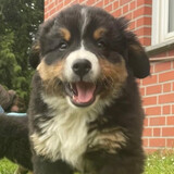 wunengdelaomuqin