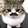 shayuchanchan_