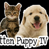 Kitten Puppy TV