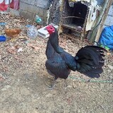 SigmaGamefowl