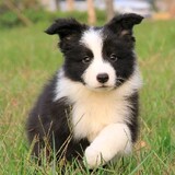 itiswattles_02_01