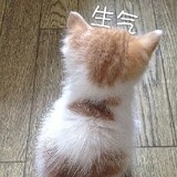 suferhuahua