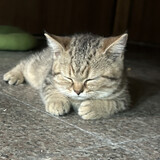huoqiushizhi___