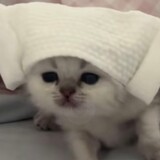 ___midoushibendan