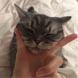 dajijijijiji