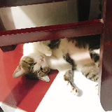 Mochi82844