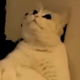 Itz_Darkmoon Foex379