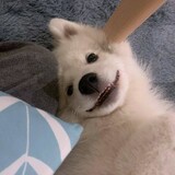 jiuzuiqingfengqf