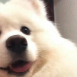 huluoboyeyao____ang