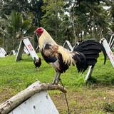 EVM DIVINE GAMEFARM