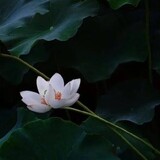 yizhiyiwu-flora
