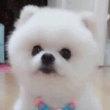 gengzhidejiao