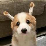 biemaworeqaq