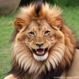 Happy Lion