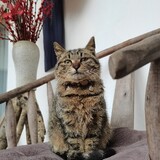 qiuqiuxianyuchacha