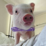 minixiaozhupiggy