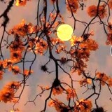 bili_1860748617