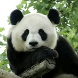 yuanyuanhuluobo