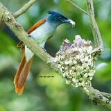 Anowar parvez_2275