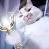 duzhedetounaofengbao